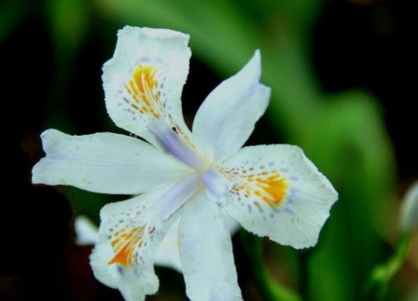 蓝鸢尾花的花语是什么