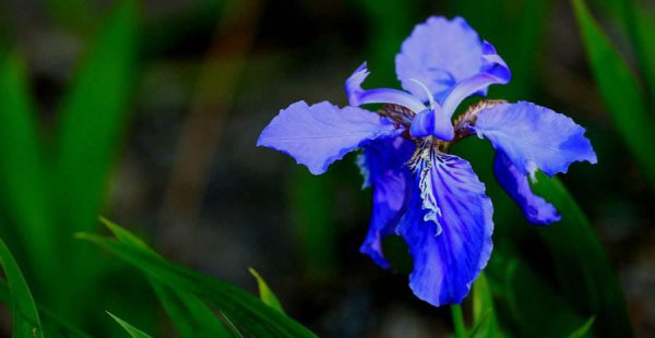 蓝鸢尾花的花语是什么