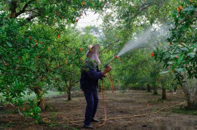 植物叶面肥怎么喷施 叶面肥什么时候打效果好
