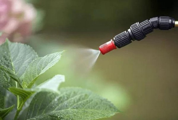 植物叶面肥怎么喷施