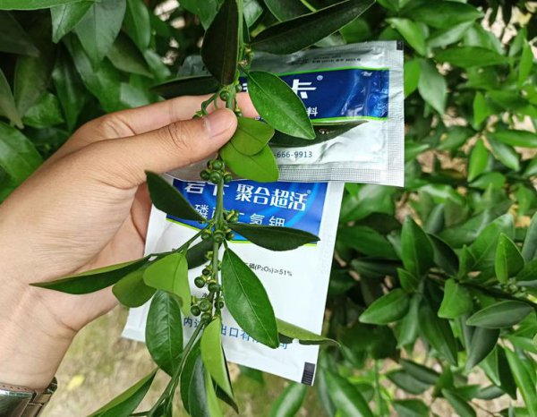 植物叶面肥怎么喷施