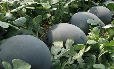 植物叶面肥怎么喷施