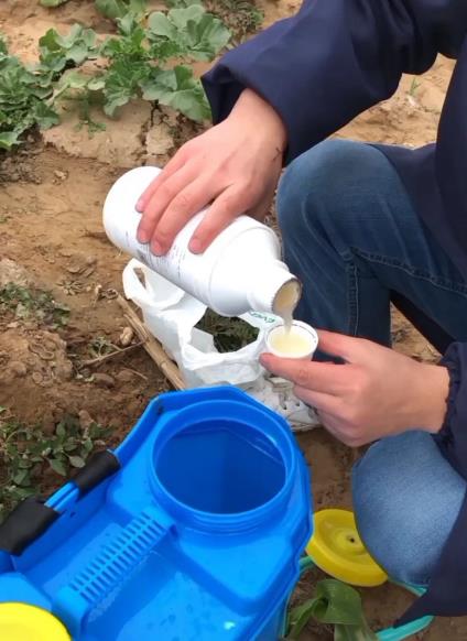 植物叶面肥怎么喷施
