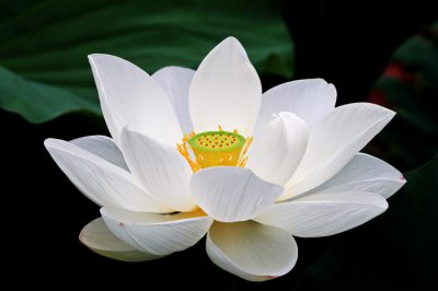 白莲花的寓意是什么 白莲花所代表的寓意介绍