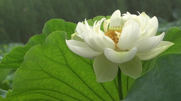 白莲花的寓意是什么