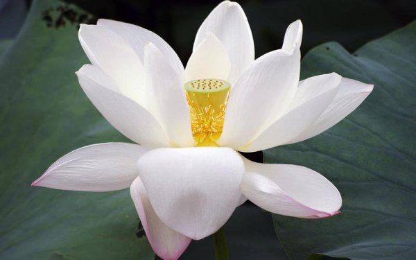 白莲花的寓意是什么