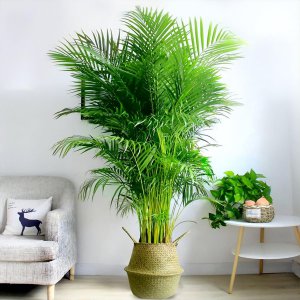 客厅放什么大型植物好养 客厅适合放的大型植物推荐