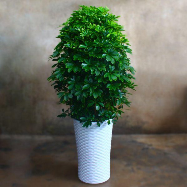 客厅放什么大型植物好养