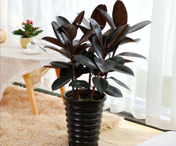 客厅放什么大型植物好养