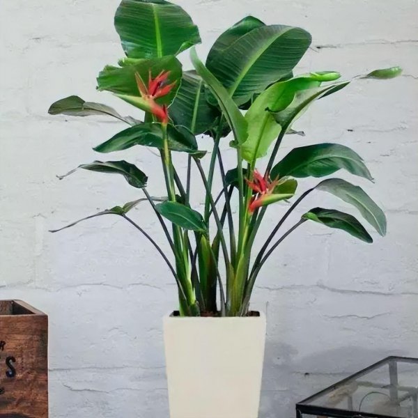 客厅放什么大型植物好养
