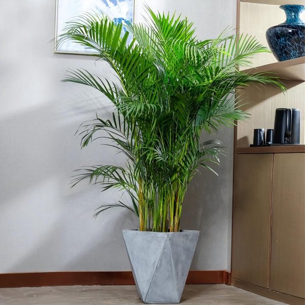 客厅放什么大型植物好养