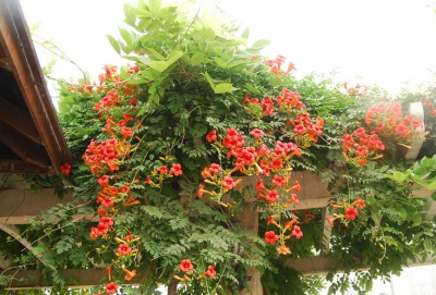 凌霄花花语是什么 凌霄花的寓意和象征意义