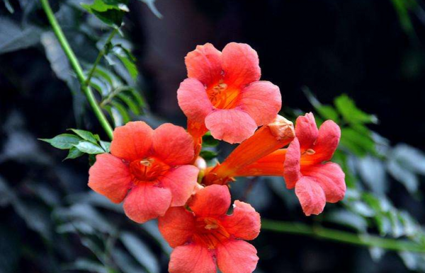 凌霄花花语是什么