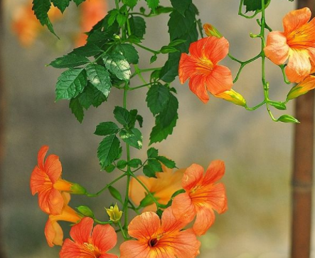 凌霄花花语是什么