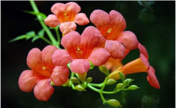 凌霄花花语是什么