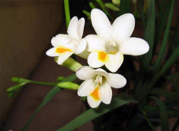 小苍兰花语是什么