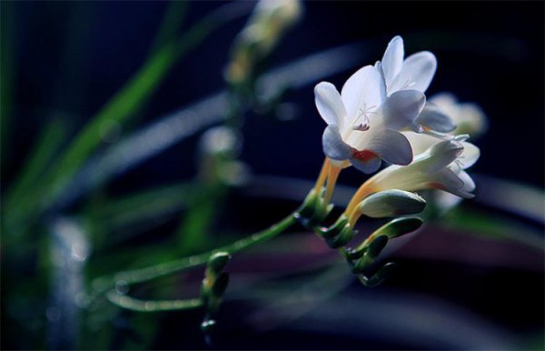 小苍兰花语是什么
