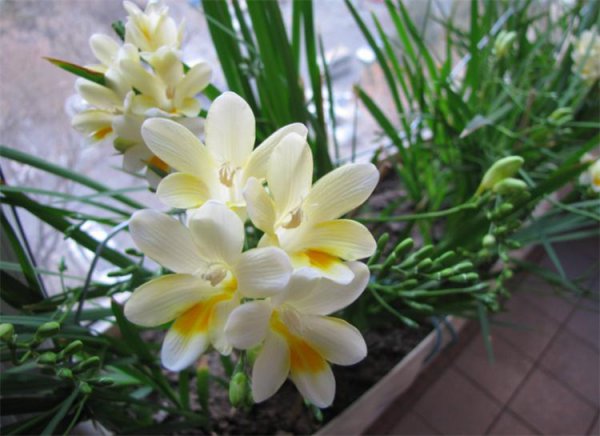 小苍兰花语是什么