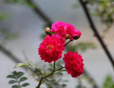 野蔷薇的花语和寓意 野蔷薇花的象征意义