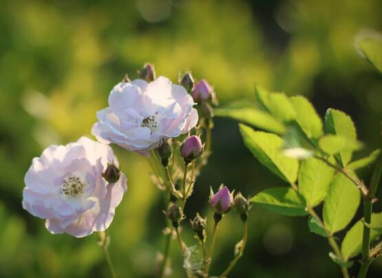 野蔷薇的花语和寓意