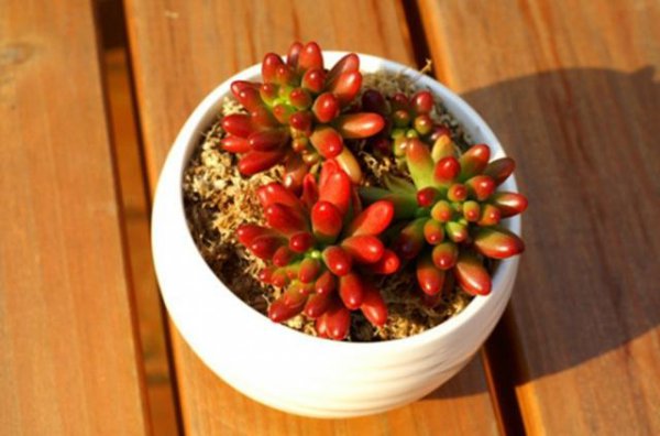 多肉植物哪种比较好养