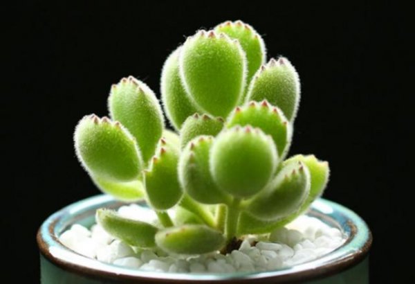 多肉植物哪种比较好养