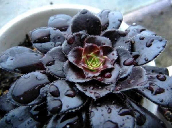 多肉植物哪种比较好养