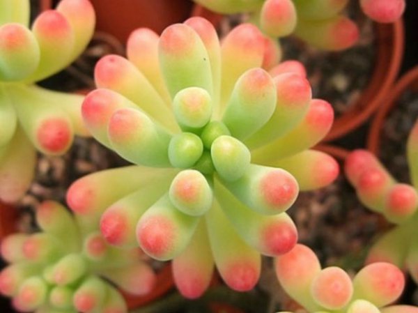 多肉植物哪种比较好养