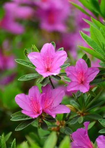 杜鹃花的花语是什么 杜鹃花的寓意和象征