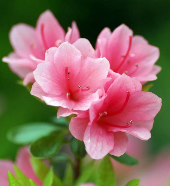 杜鹃花的花语是什么