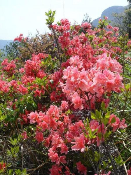 杜鹃花的花语是什么