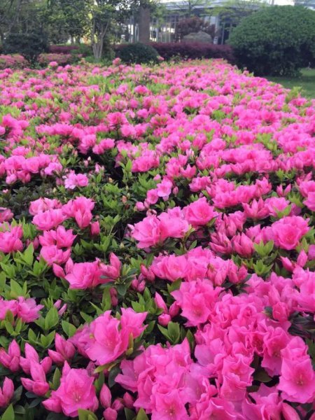 杜鹃花的花语是什么