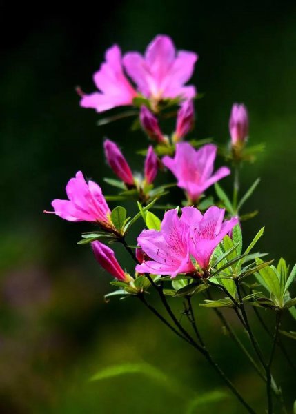 杜鹃花的花语是什么