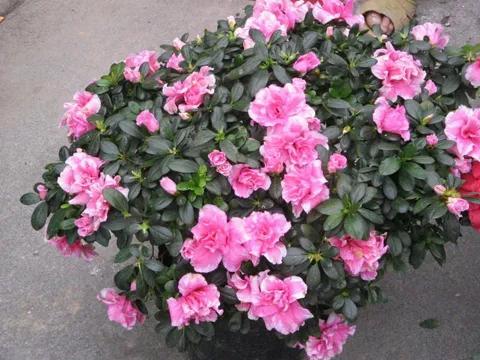 杜鹃花的花语是什么