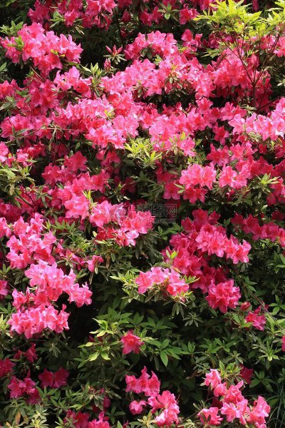 杜鹃花的花语是什么