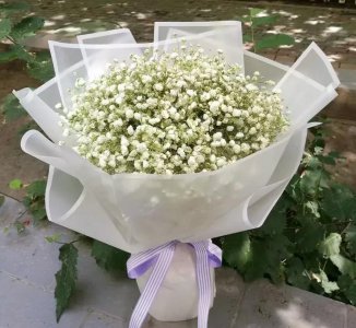 满天星花语是什么 满天星寓意及象征意义