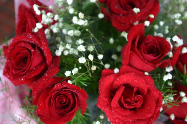 4朵玫瑰花的寓意是什么