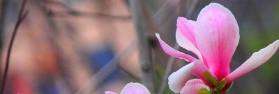 玉兰花的寓意是什么 玉兰花的花语和象征意义