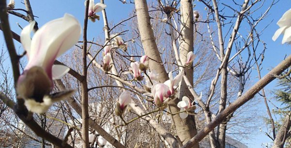 玉兰花的寓意是什么