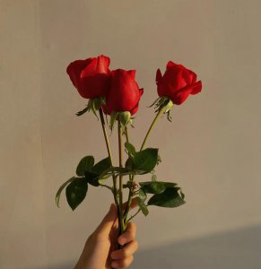 玫瑰的花语是什么 了解玫瑰花的真正含义