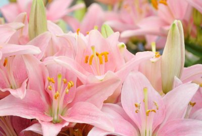 百合花的花语和寓意 关于百合花的传说