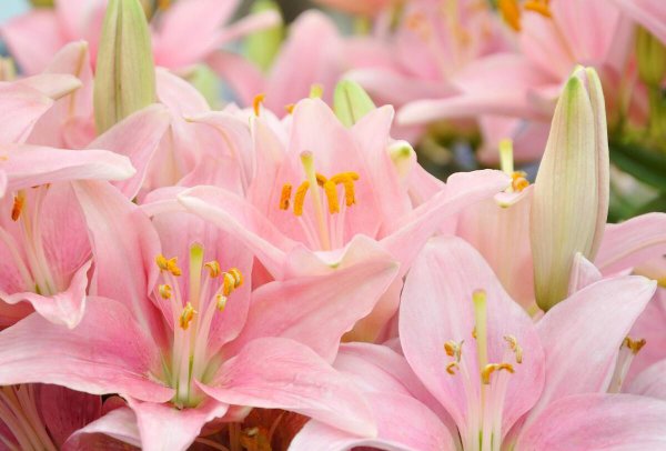 百合花的花语和寓意