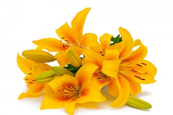 百合花的花语和寓意