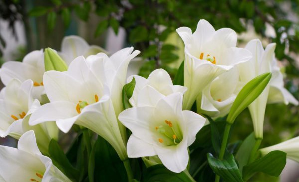 百合花的花语和寓意