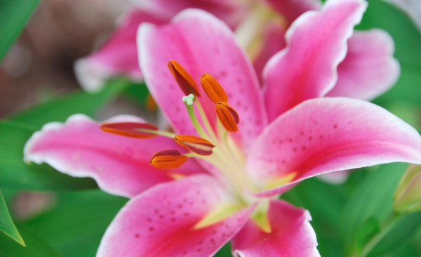 百合花的花语和寓意