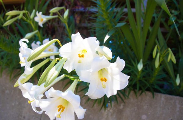 百合花的花语和寓意