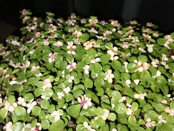 金枝玉叶植物怎么繁殖