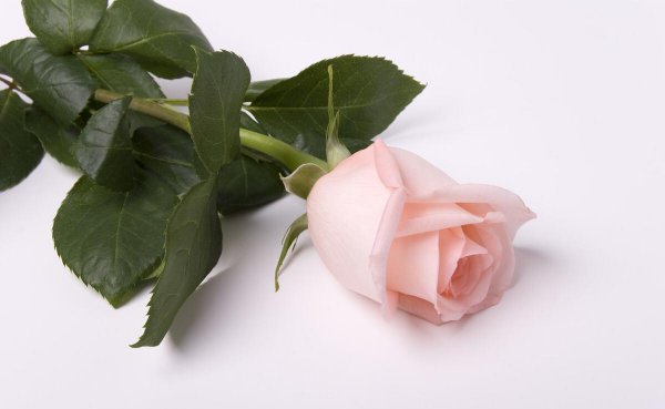 粉色玫瑰花语代表什么意思