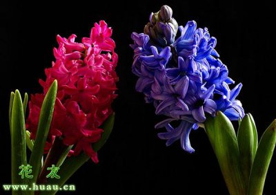 风信子花的花语是什么 简述风信子寓意及传说