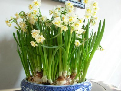 水仙花的花语是什么 关于水仙花的传说